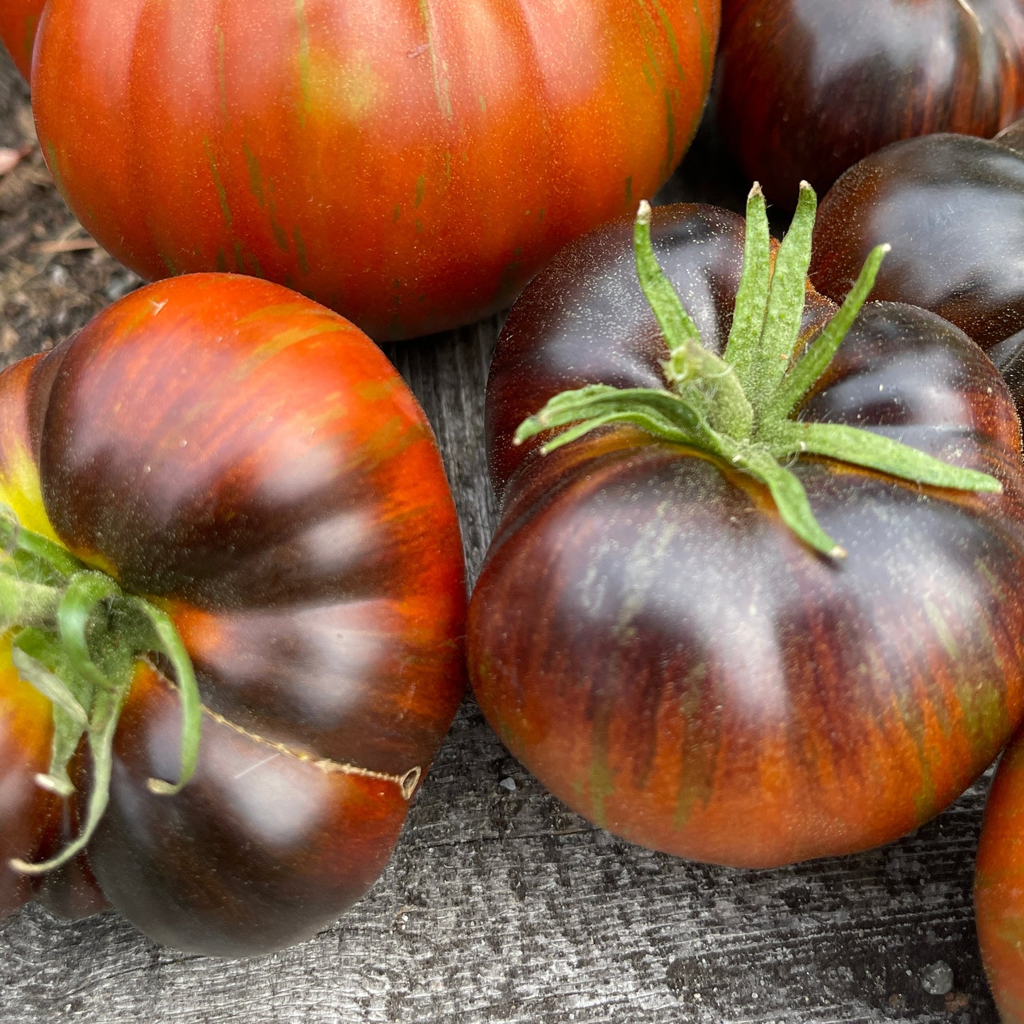 Seeds:‎ Tomato - Rebel Starfigher Dippers Delight