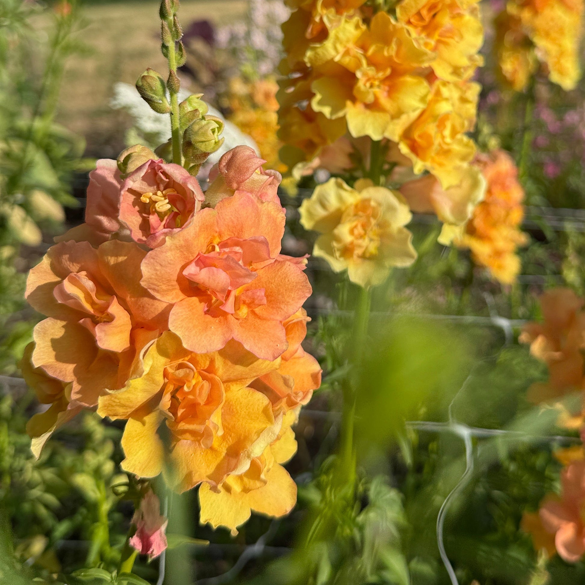 Double Frappe Apricot Snapdragon - Sugar Moon Gardens