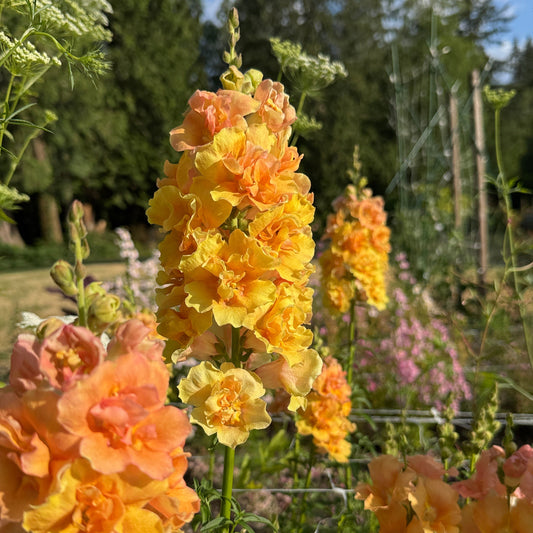Double Frappe Apricot Snapdragon - Sugar Moon Gardens