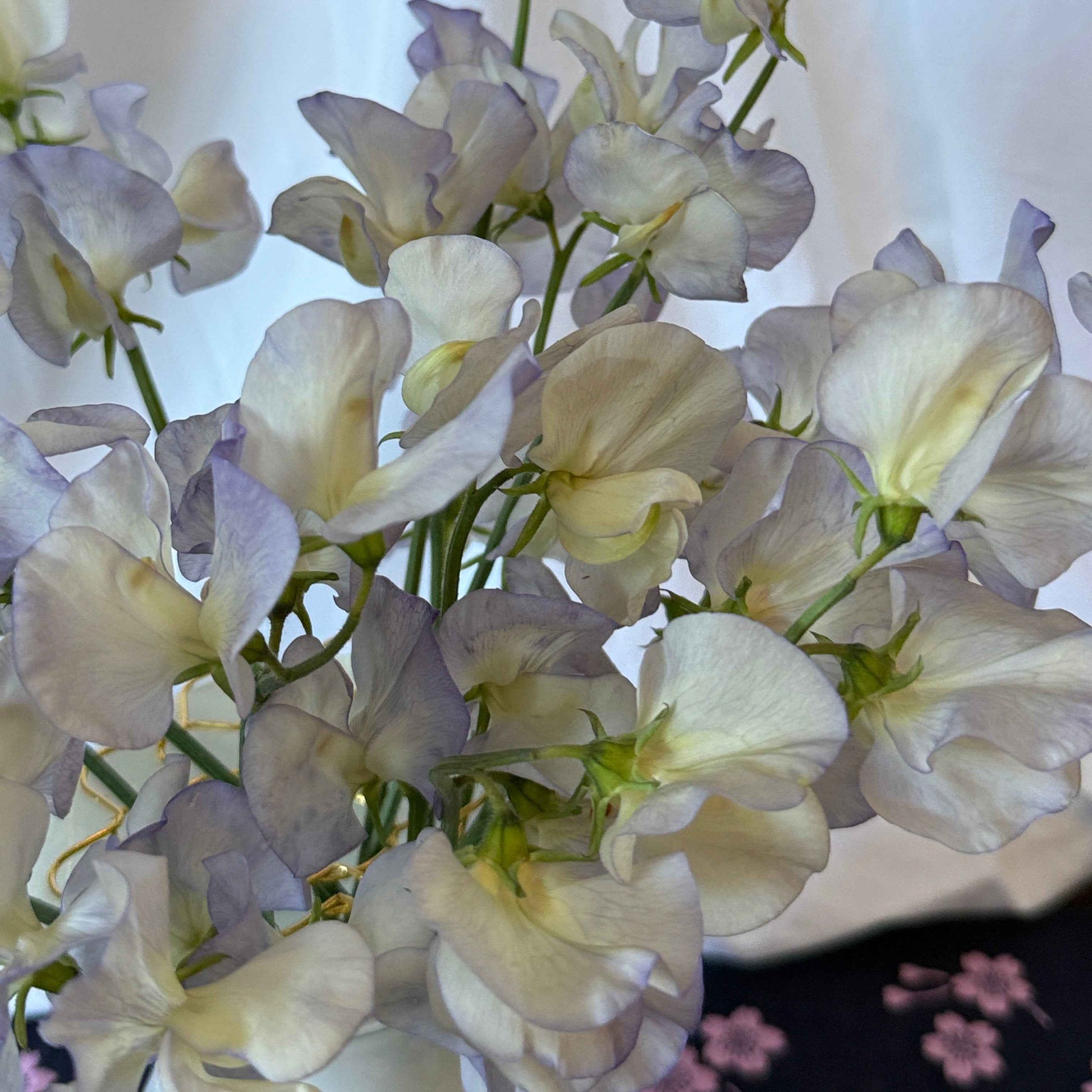 Sweet Pea Seeds: Dragonfly