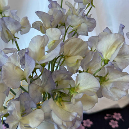 Sweet Pea Seeds: Dragonfly
