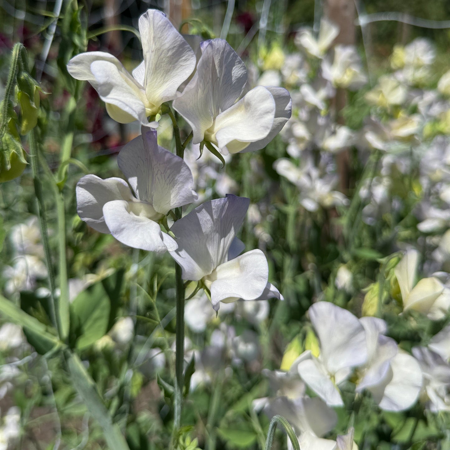 Sweet Pea Dragonfly - Sugar Moon Gardens