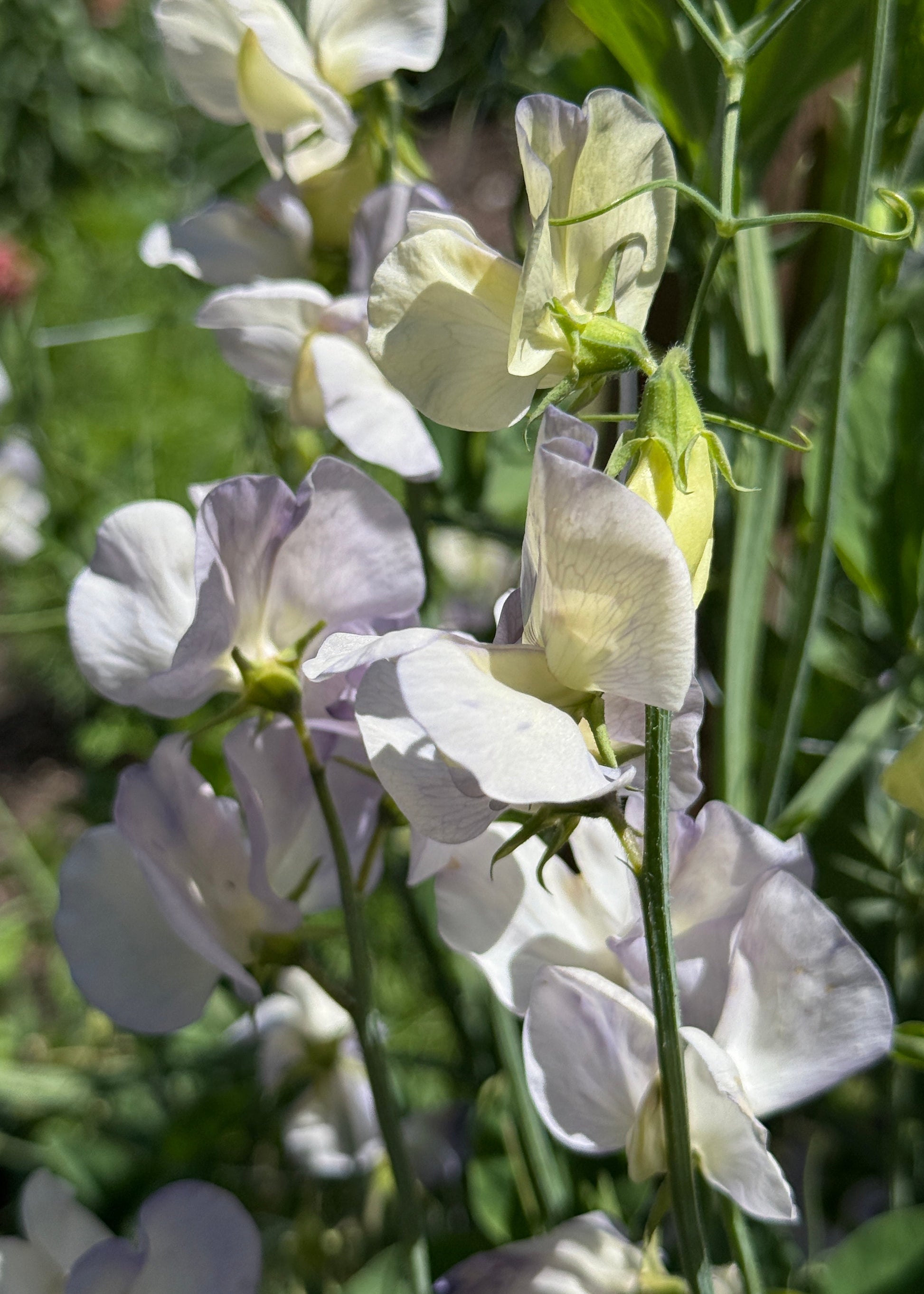 Sweet Pea Dragonfly - Sugar Moon Gardens