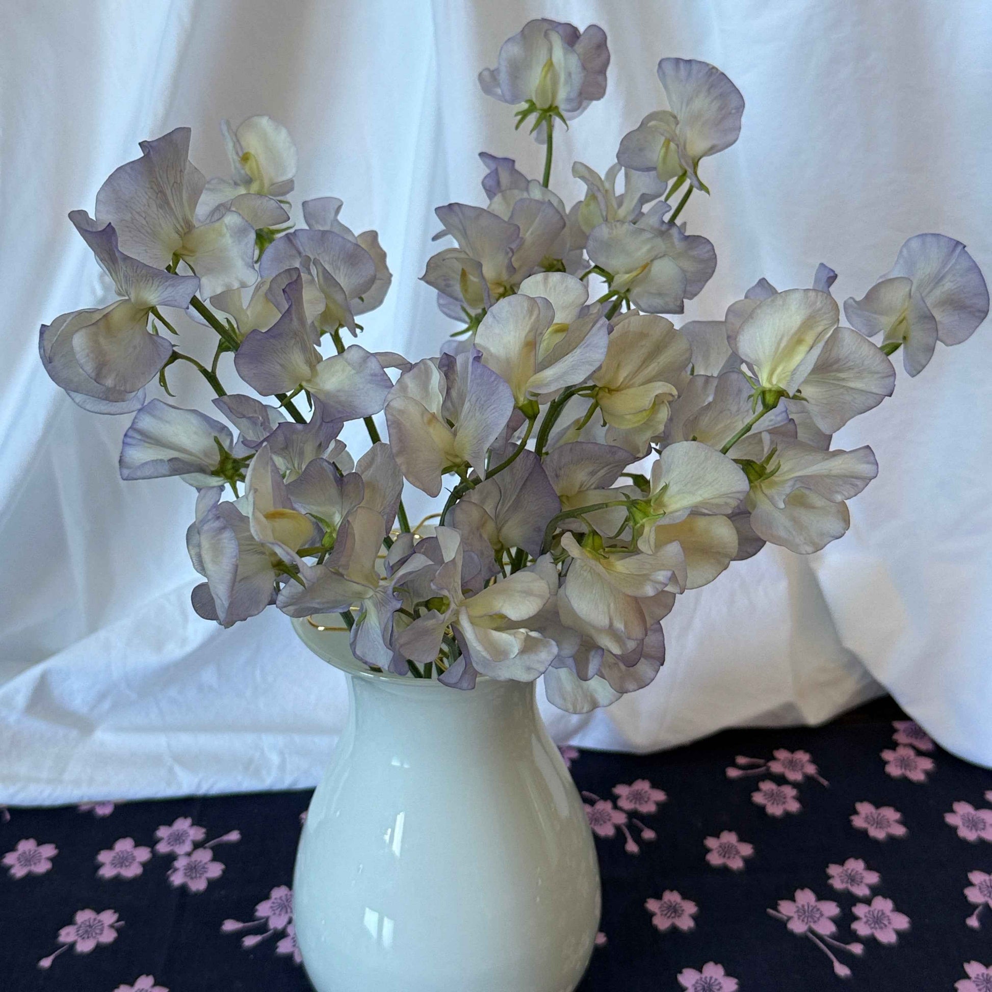 Sweet Pea Seeds: Dragonfly