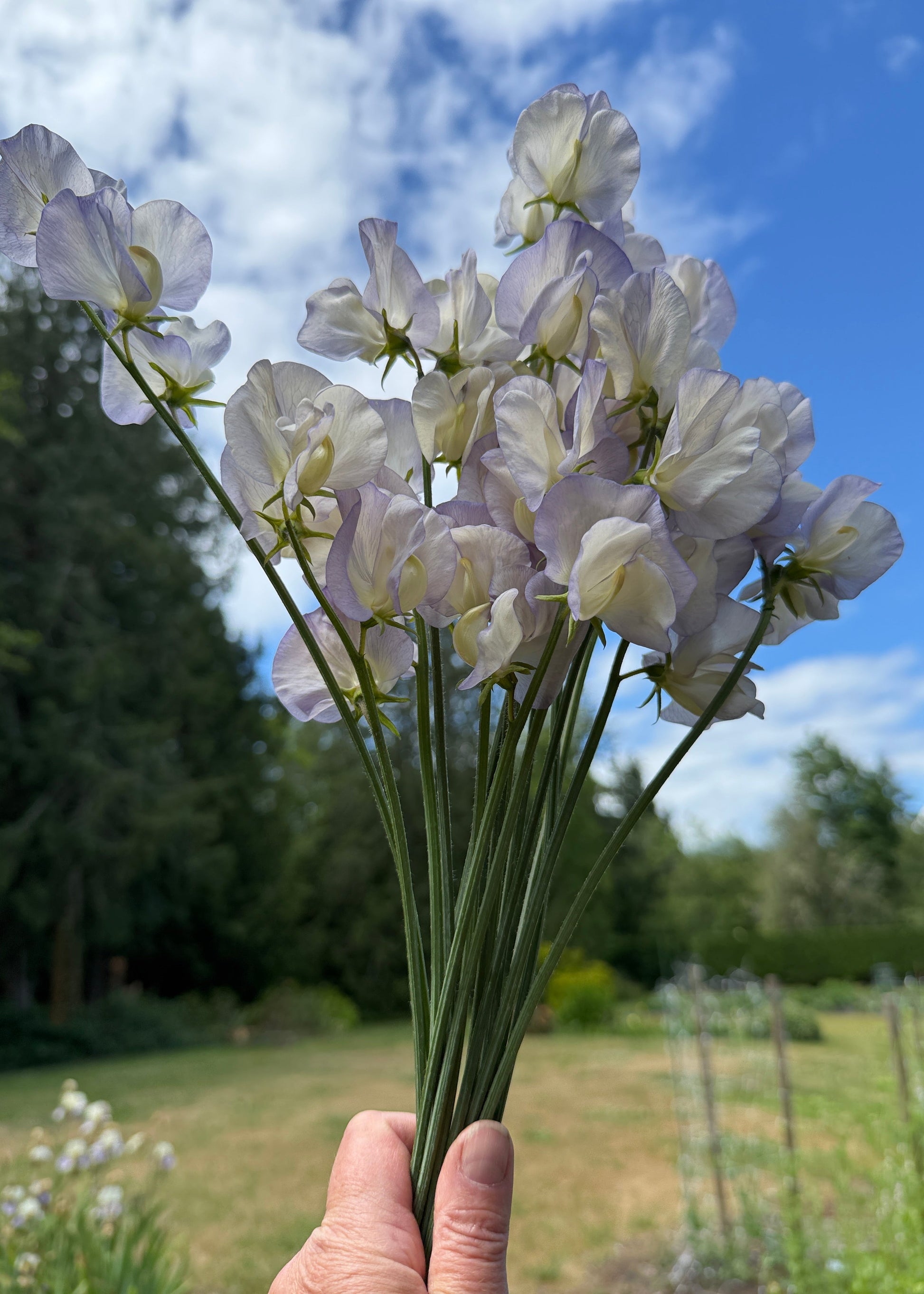 Sweet Pea Dragonfly - Sugar Moon Gardens