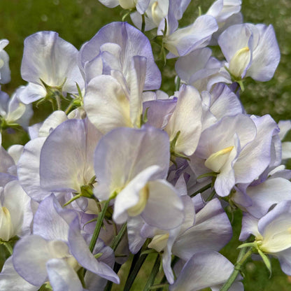 Sweet Pea Seeds: Dragonfly