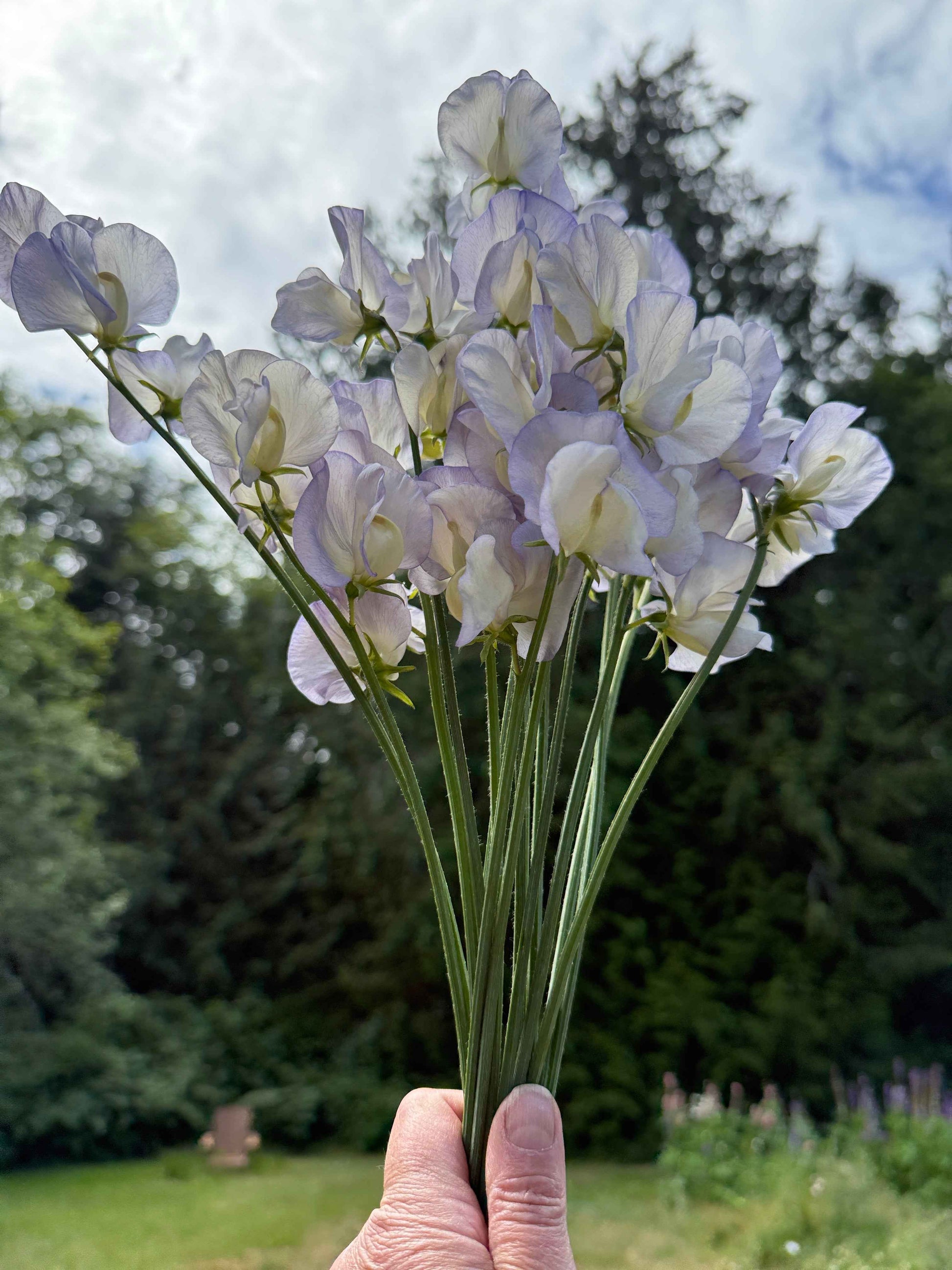 Sweet Pea Seeds: Dragonfly