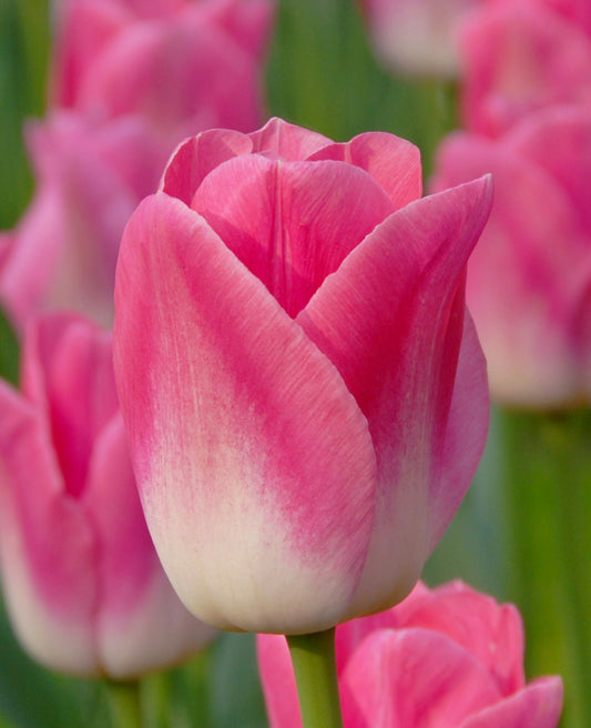 Tulip bulb - Dynasty