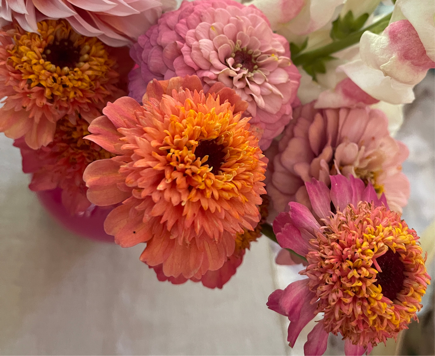 Seeds: Zinnia - Cupcakes Pink