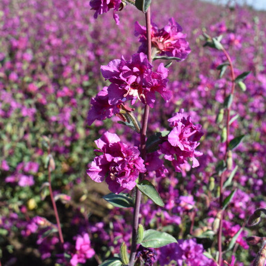 Seeds:‎ Clarkia - Elegant Purple - Sugar Moon Gardens