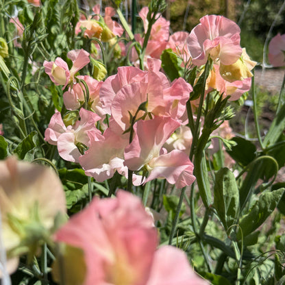 Sweet Peas Emma - Sugar Moon Gardens