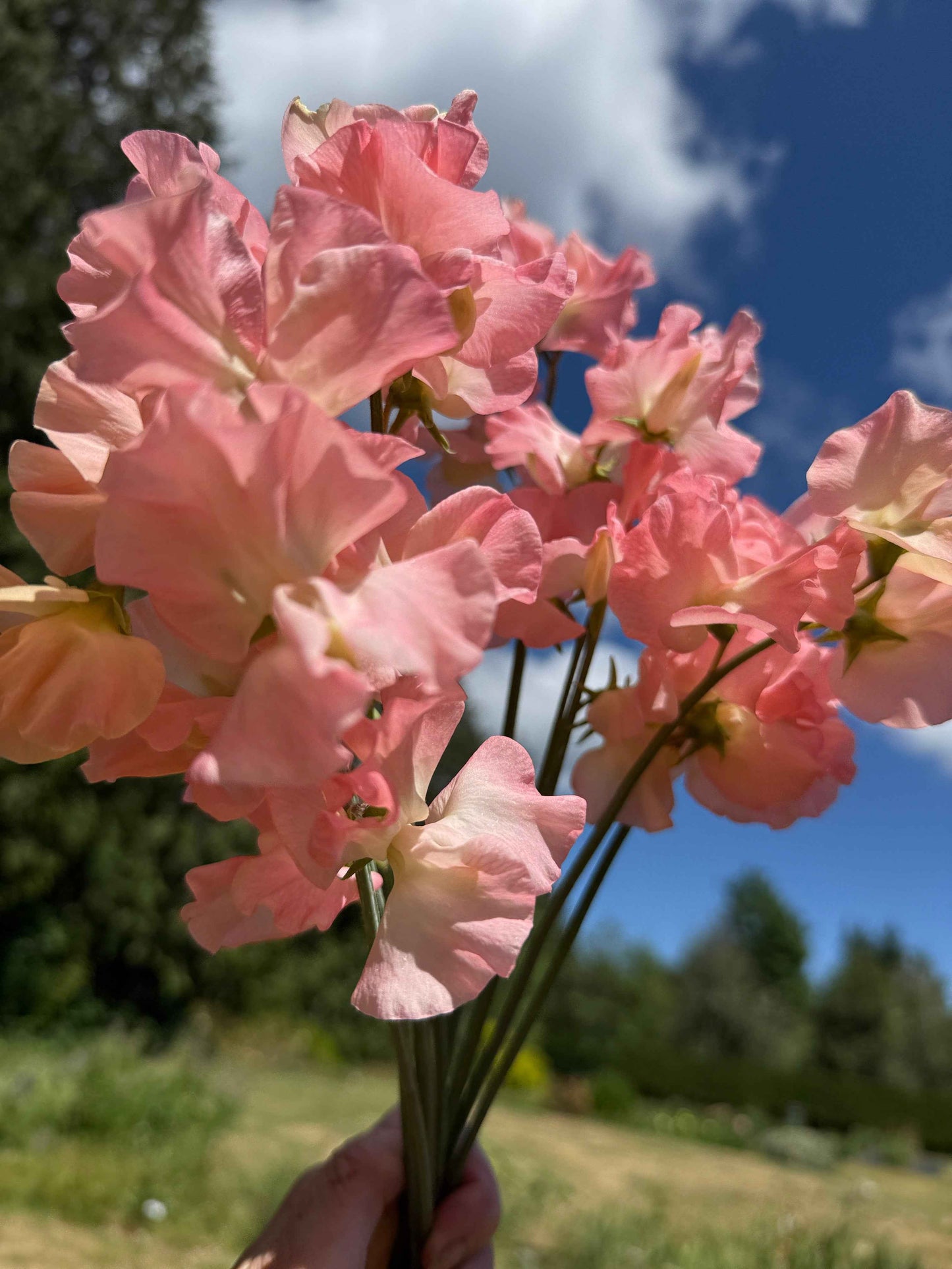 Sweet Pea Seeds: Emma