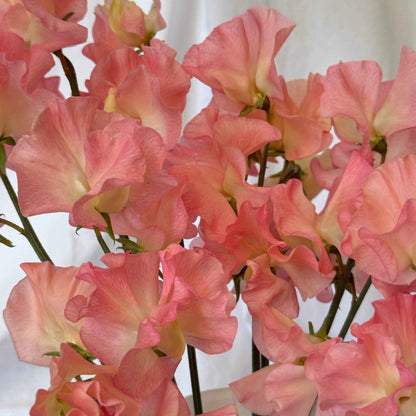 Sweet Pea Seeds: Emma