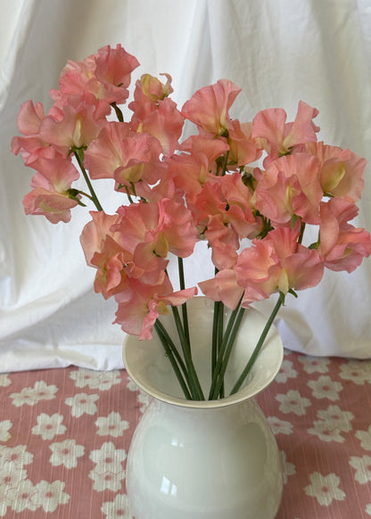 Sweet Peas Emma - Sugar Moon Gardens