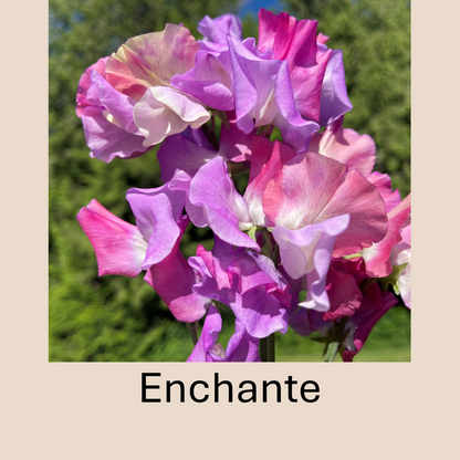 Flower Plant:‎ Sweet Peas - 2 per pot