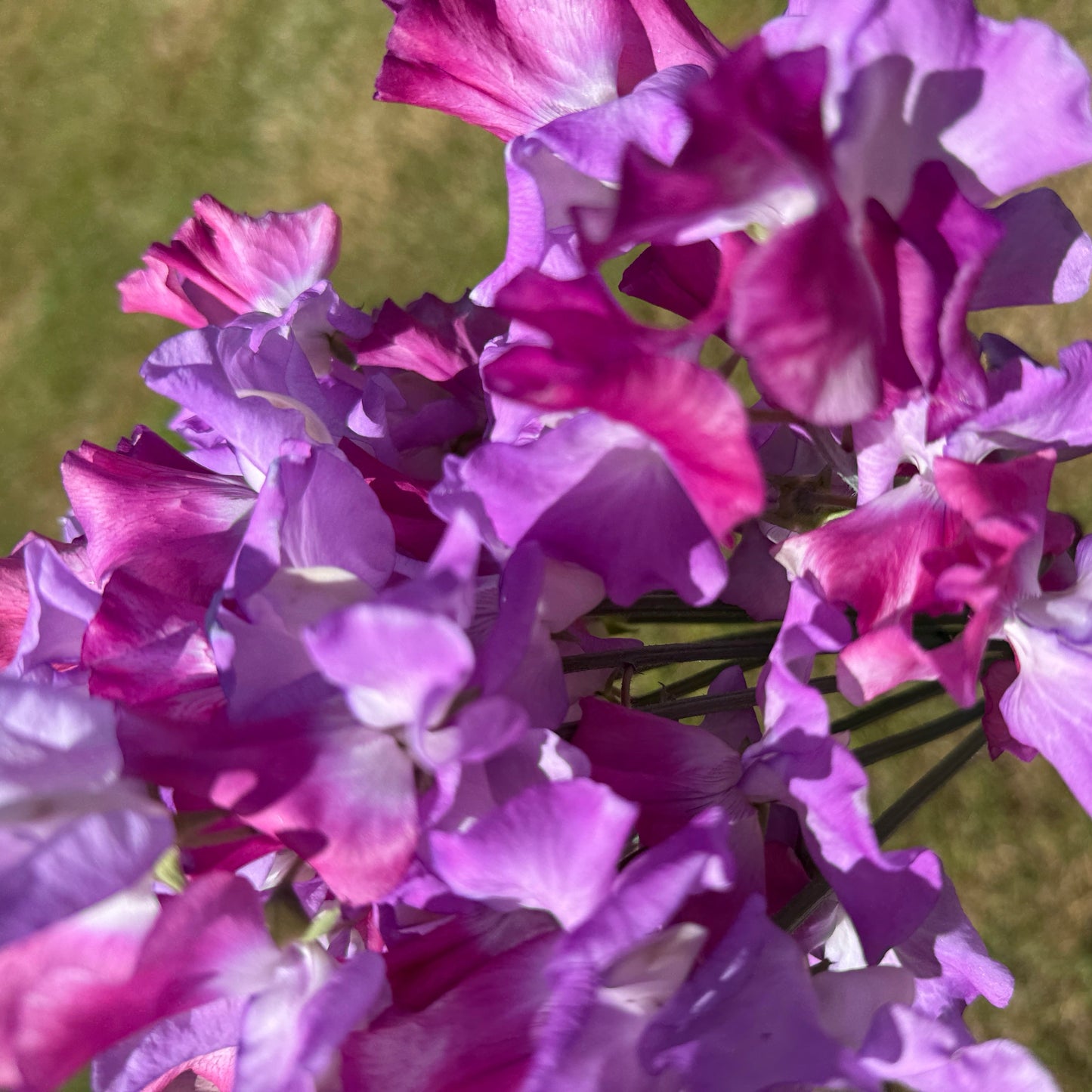Sweet Pea Enchante - Sugar Moon Gardens