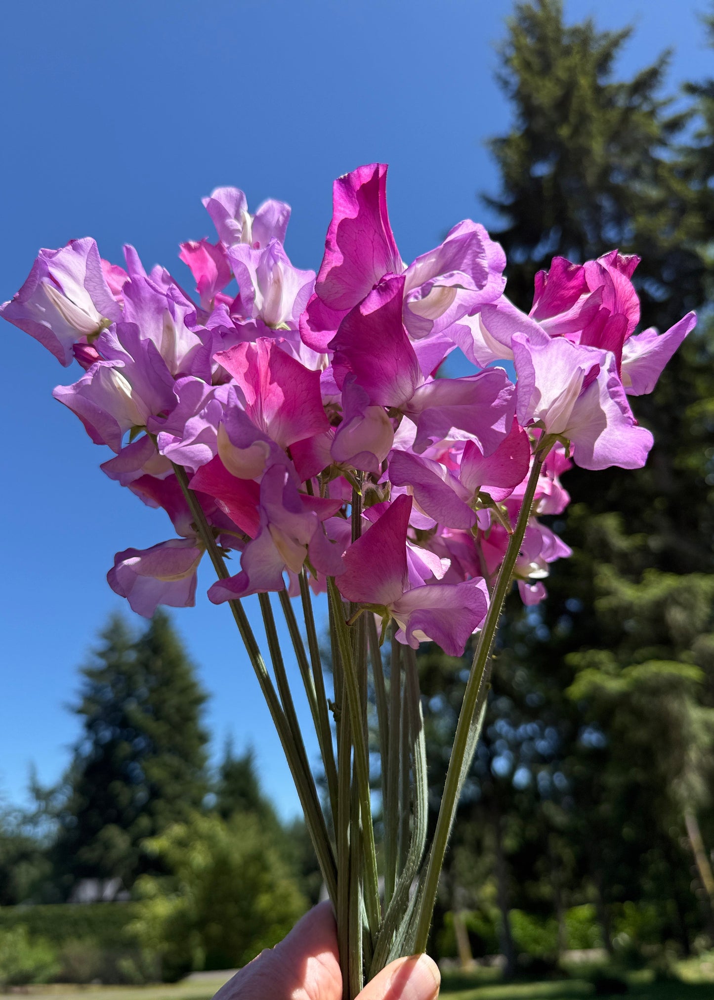 Sweet Pea Enchante - Sugar Moon Gardens