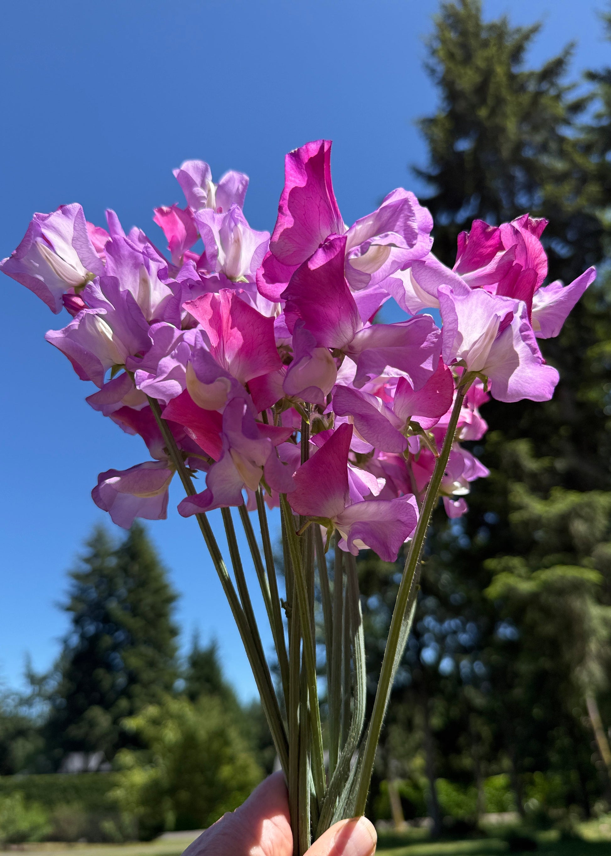 Sweet Pea Enchante - Sugar Moon Gardens