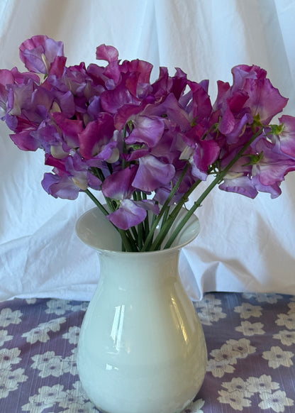 Sweet Pea Enchante - Sugar Moon Gardens