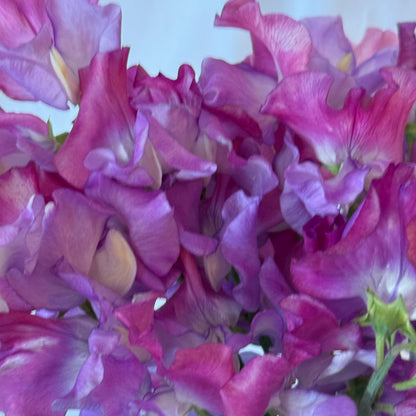 Sweet Pea Enchante - Sugar Moon Gardens