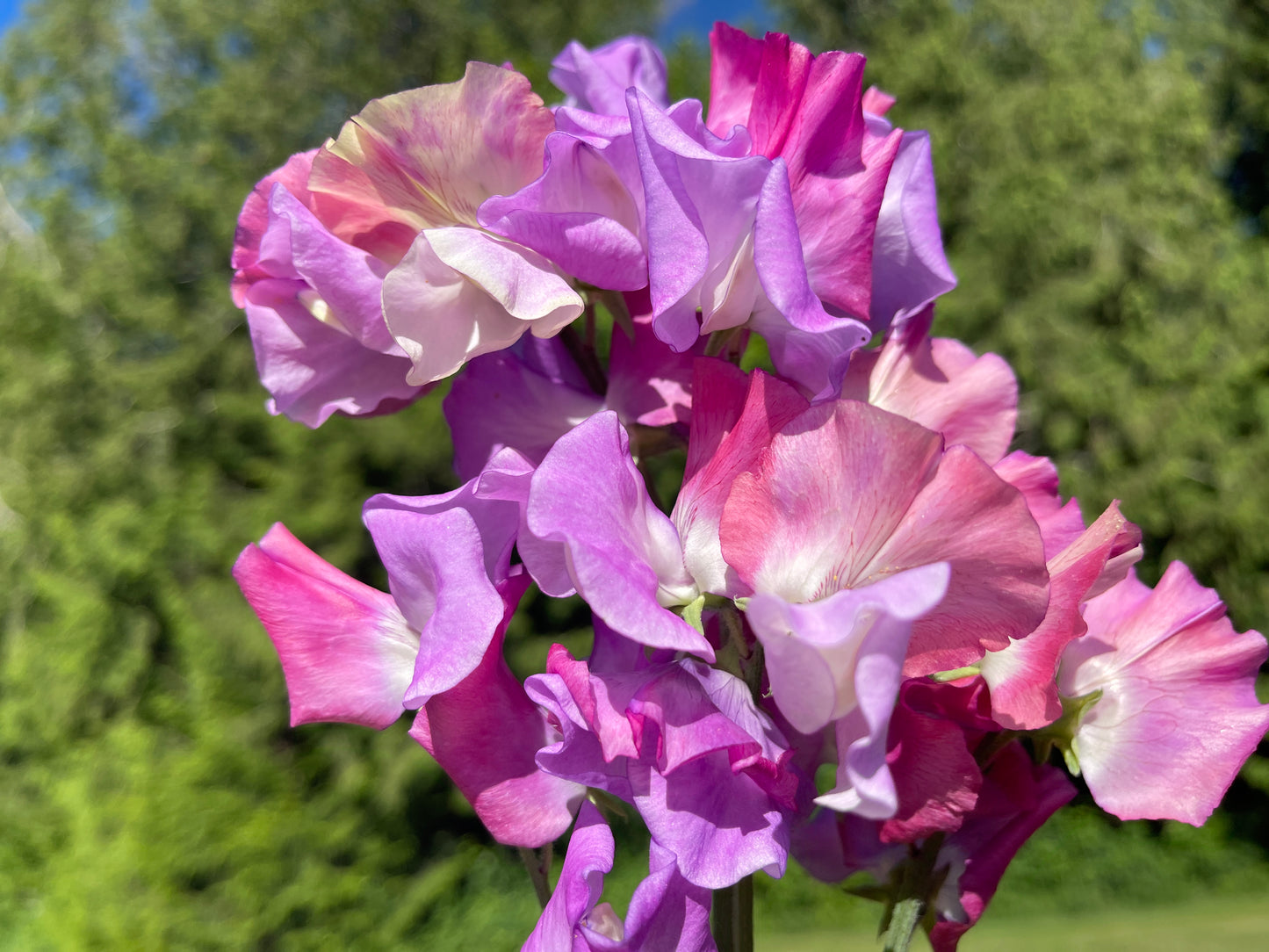 Sweet Pea Seeds: Enchante