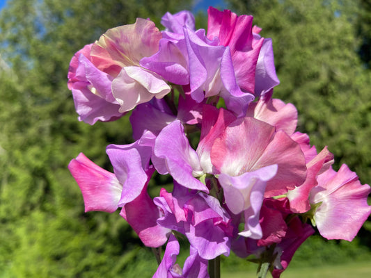 Sweet Pea Seeds: Enchante
