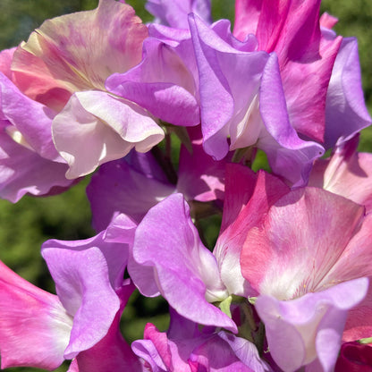Enchante - Sugar Moon Gardens