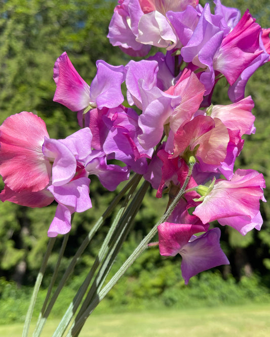 Sweet Pea Seeds: Enchante