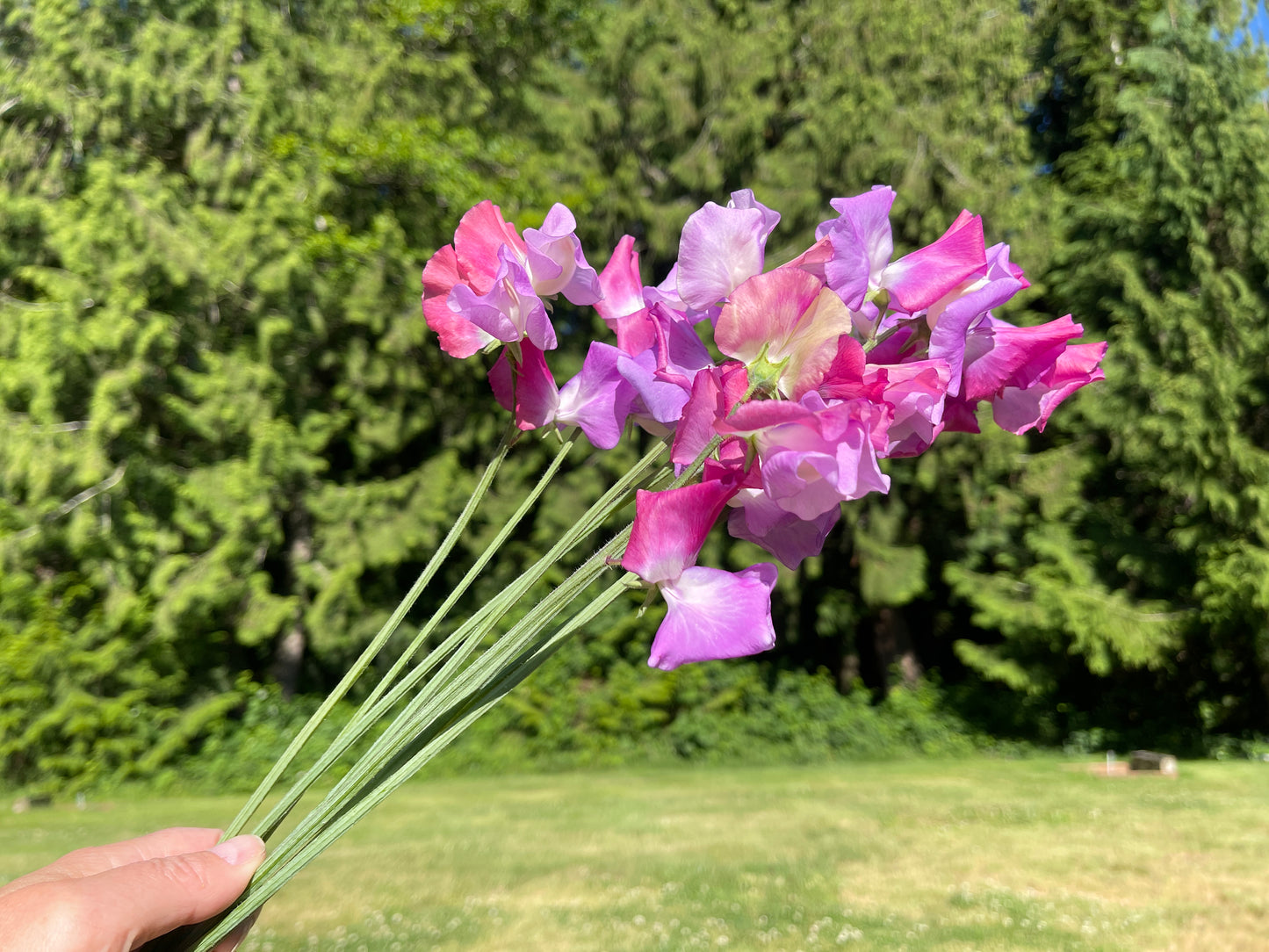Sweet Pea Seeds: Enchante