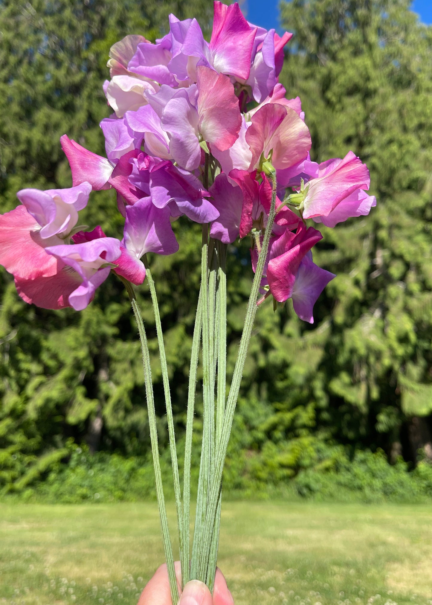Sweet Pea Enchante - Sugar Moon Gardens