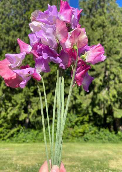 Sweet Pea Enchante - Sugar Moon Gardens