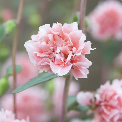 Flower Plant: Clarkia 6-pack