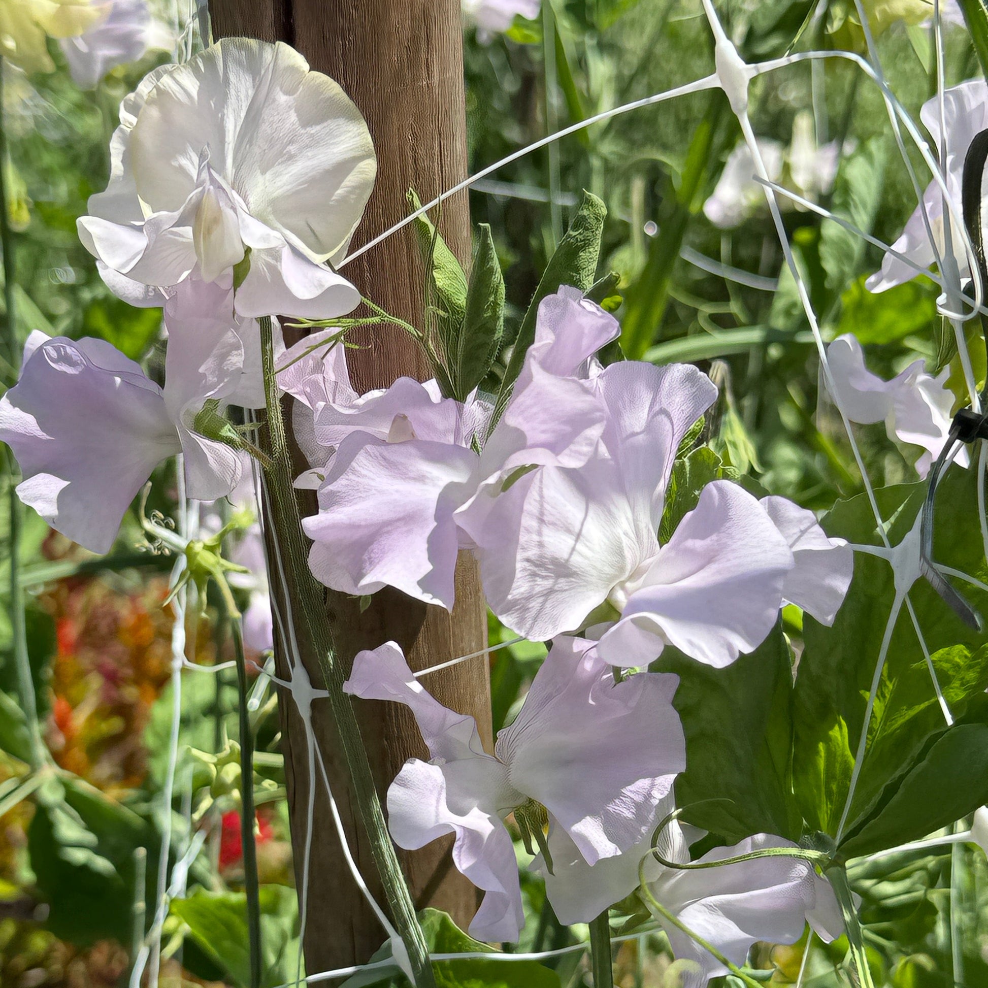 Sweet Pea Esme Rowena - Sugar Moon Gardens