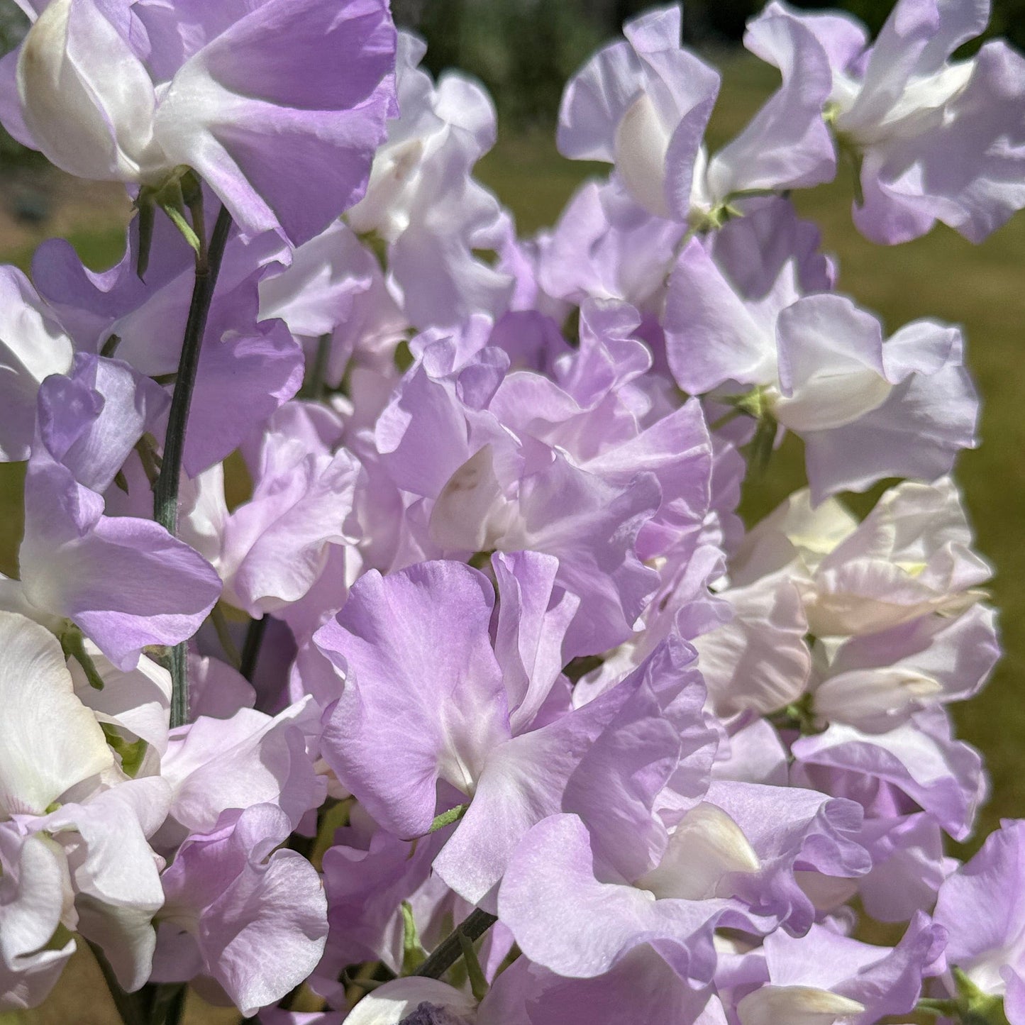 Sweet Pea Esme Rowena - Sugar Moon Gardens