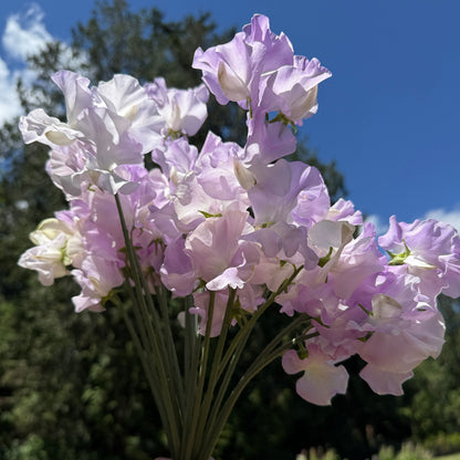 Sweet Pea Esme Rowena - Sugar Moon Gardens
