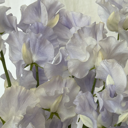 Sweet Pea Esme Rowena - Sugar Moon Gardens