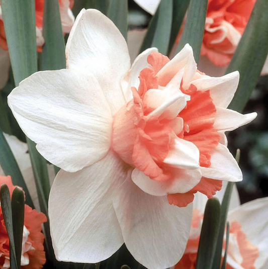 Daffodil bulb: Extravaganza