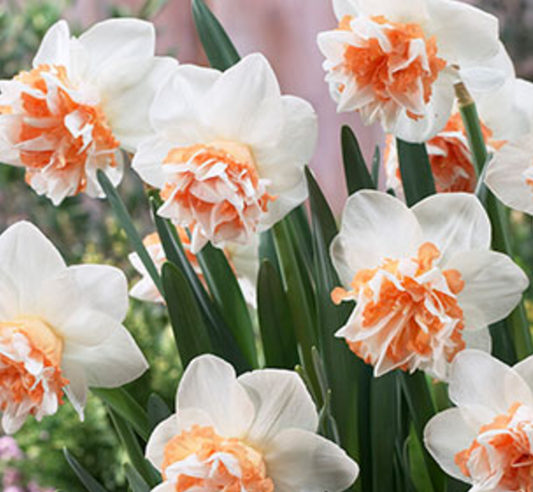 Daffodil bulb: Extravaganza