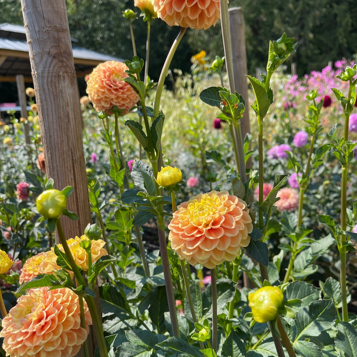 Dahlia Tuber: Fiona - Sugar Moon Gardens