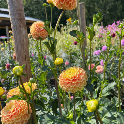 Dahlia Tuber: Fiona - Sugar Moon Gardens