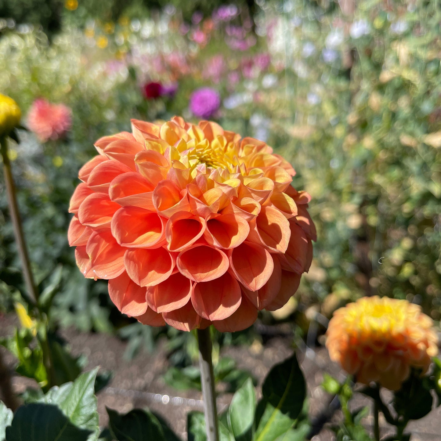Dahlia Tuber: Fiona - Sugar Moon Gardens