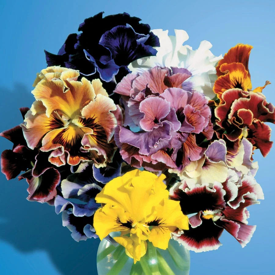 Flamenco Bolero Mix - SugarMoon Gardens