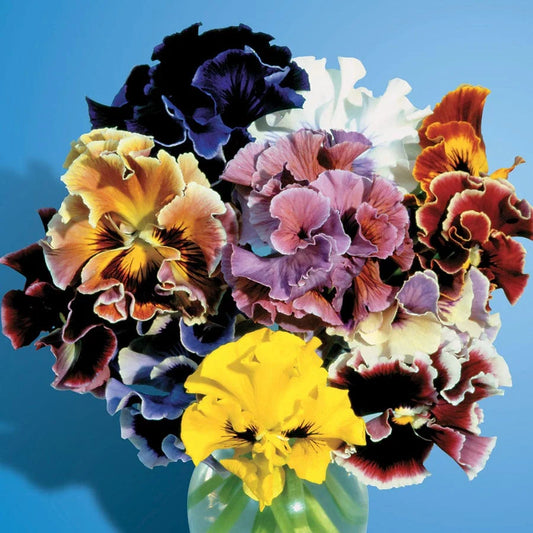 Flamenco Bolero Mix - SugarMoon Gardens