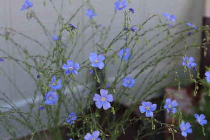 Seeds:‎ Flax - Sky Blue - Sugar Moon Gardens