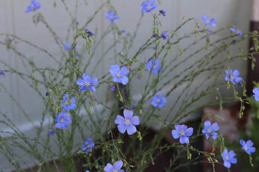 Seeds:‎ Flax - Sky Blue - Sugar Moon Gardens