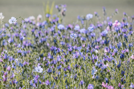 Seeds:‎ Flax - Sky Blue - Sugar Moon Gardens