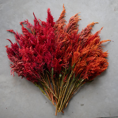 PREORDER:‎ Flower Plant:‎ Celosia 6-pack