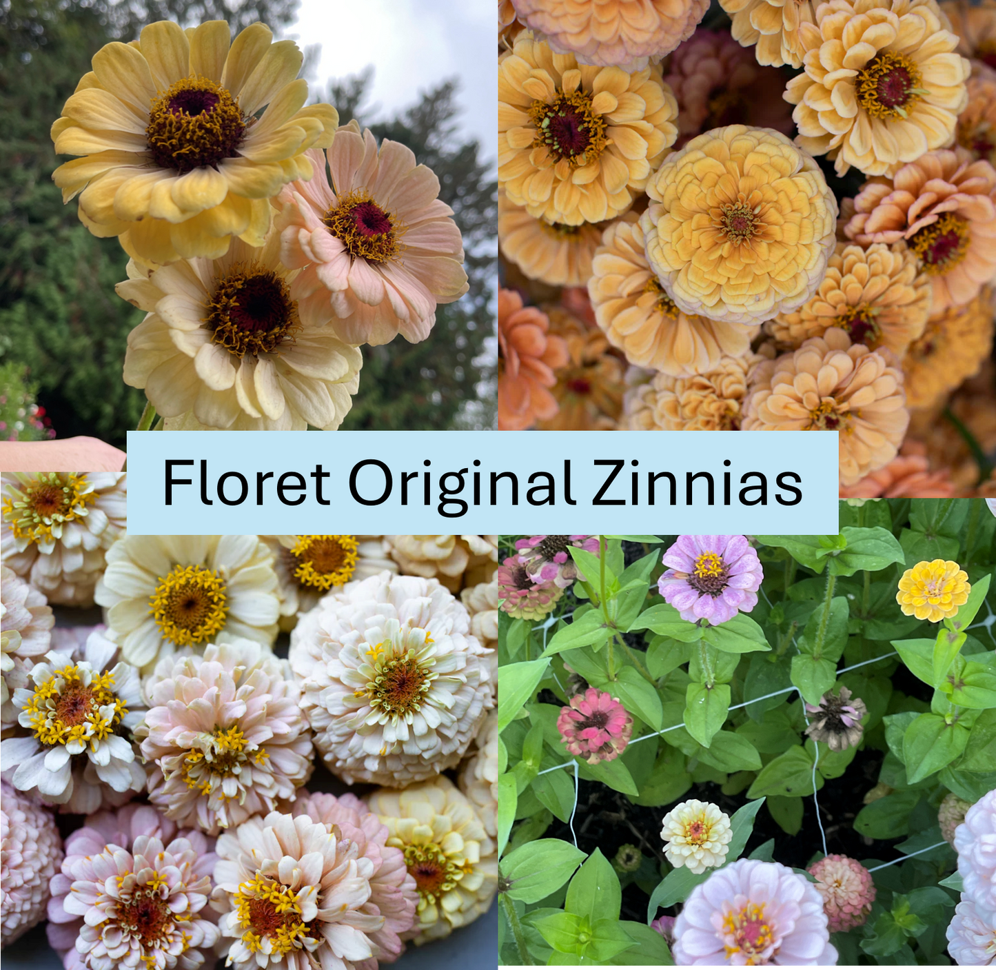 PREORDER:‎ Flower Plant:‎ Zinnia - Floret Originals