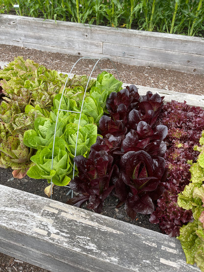 Seeds:‎ Lettuce - Freckles