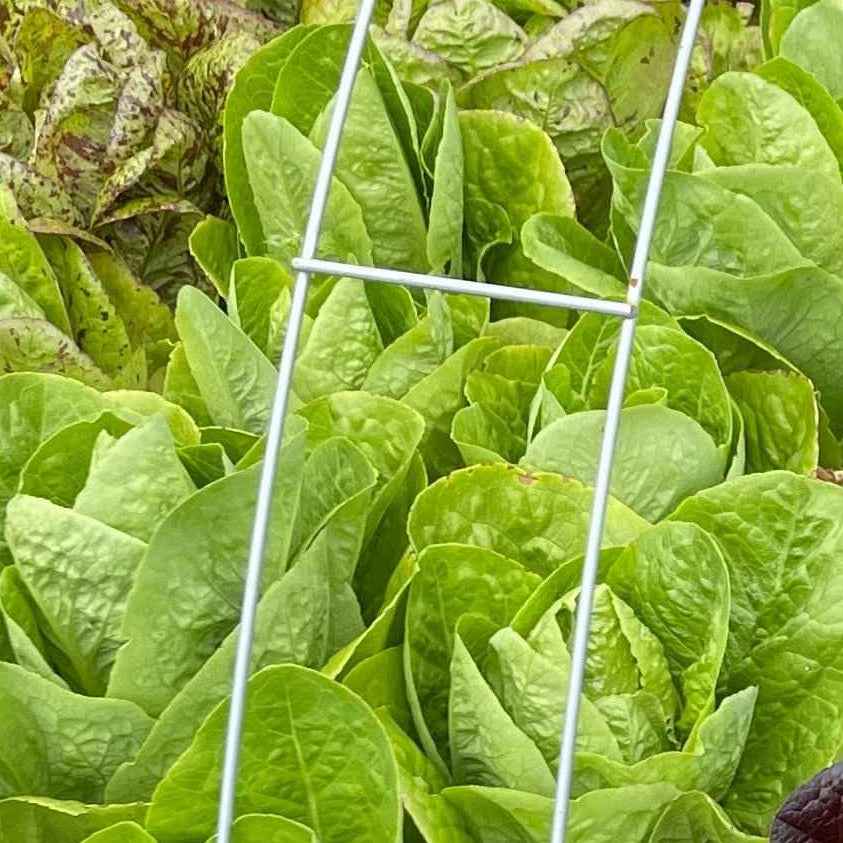 Veg Plant: Lettuce seedlings